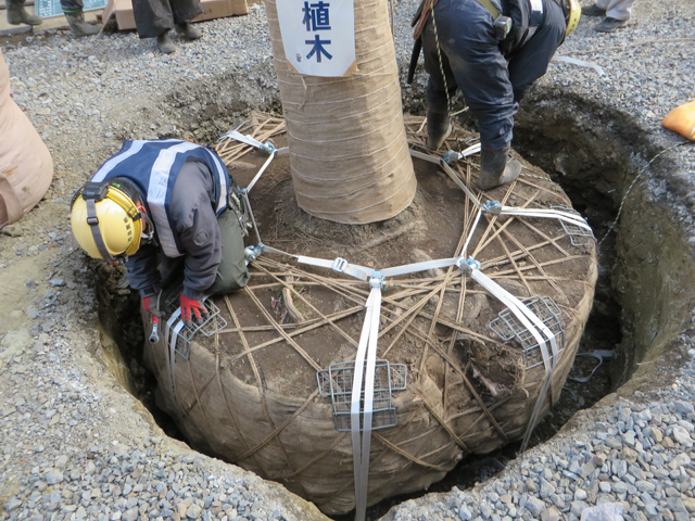 倒木防止対策 地下支柱 ソリューション グリーンインフラの東邦レオ